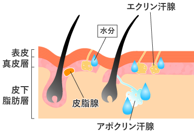 AdeBミラドライとは説明１