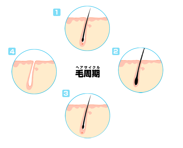 AdeB脱毛サイクル