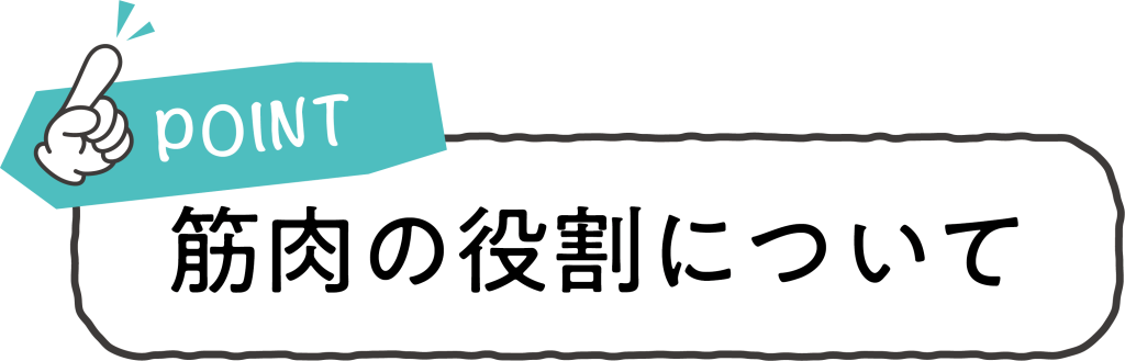 筋肉の役割について