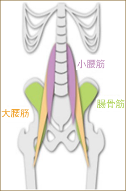 AdeB_EMS骨盤