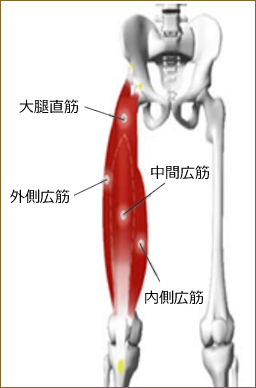 AdeB_EMS筋肉