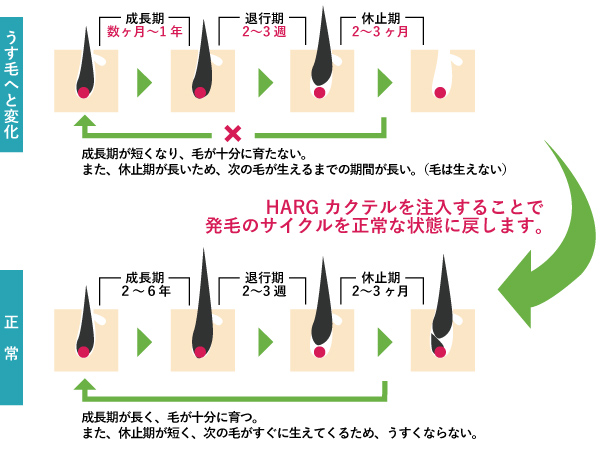 AdeB毛髪サイクル