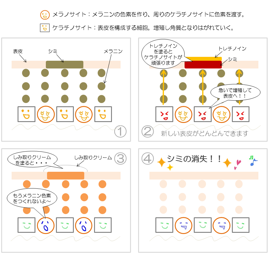 AdeBシミが消えるしくみ