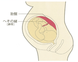 AdeBプラセンタ